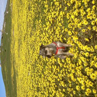 Foto de Milo, macho y de raza Schnauzer mestizo