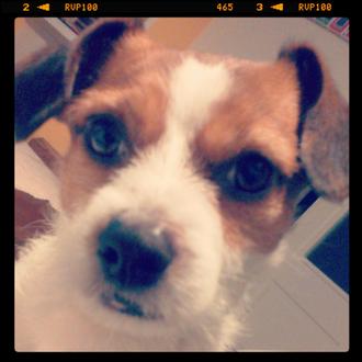 Foto de Pulgo, macho y de raza mestizo Jackson russel