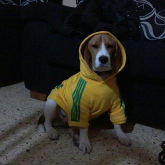 Foto de Llamp, macho y de raza BEAGLE