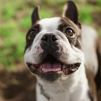 Foto de Alfredo, macho y de raza boston terrier