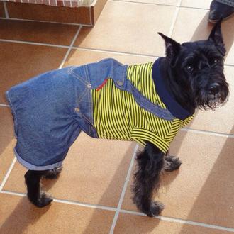 Foto de Gina, hembra y de raza Schnauzer mini 