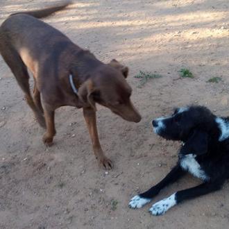 Foto de Tera, hembra y de raza Mestiza