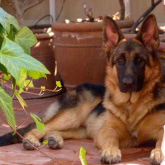 Foto de Storm, macho y de raza Pastor alemán