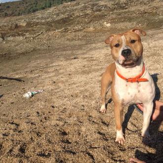 Foto de LOGAN, macho y de raza AMERICAN STAFFORDSHIRE TERRIER