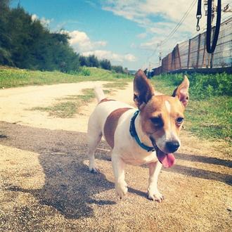 Foto de Kiba, hembra y de raza Jack Russell Terrier