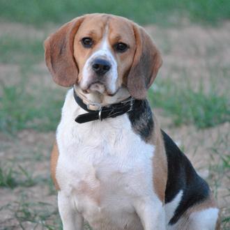 Foto de Kira, hembra y de raza beagle