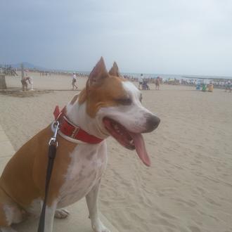 Foto de xana, hembra y de raza american staffordshire terrier