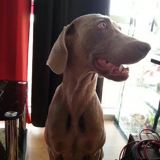 Foto de Dalí, macho y de raza Weimaraner