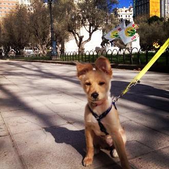 Foto de Cleo, hembra y de raza Mestizo