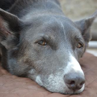 Foto de Valentina, hembra y de raza Cruce de podenco con galgo