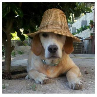 Foto de CAYETANA , hembra y de raza GOLDEN RETRIEVER