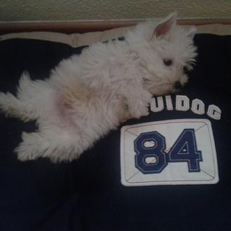 Foto de Layo, macho y de raza West Highland Terrier