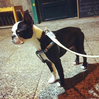 Foto de Lulo, macho y de raza Boston Terrier