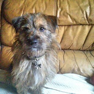 Foto de Chester, macho y de raza cruce de yorkshire con teckel creo