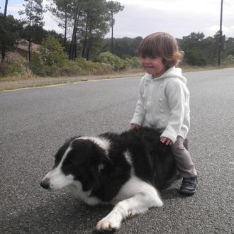 Foto de Gina, hembra y de raza Border Collie
