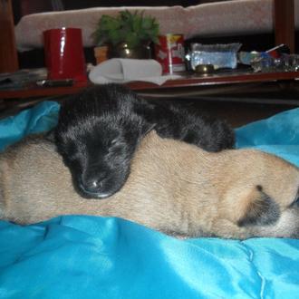 Foto de tola, hembra y de raza x pastor mallinoise