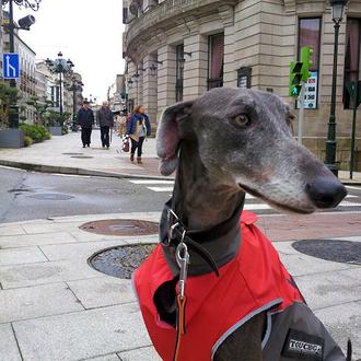 Foto de Bruno, macho y de raza Galgo