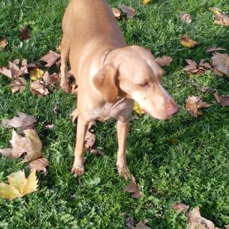 Foto de BRAQUI, hembra y de raza BRACO HUNGARO//PODENCO