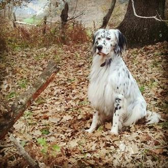 Foto de Dino, macho y de raza setter ingles
