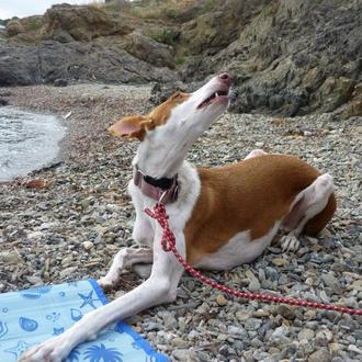 Foto de Lurra, hembra y de raza Podenco ibicenco