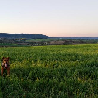 Foto de Luka, hembra y de raza Mestizo 