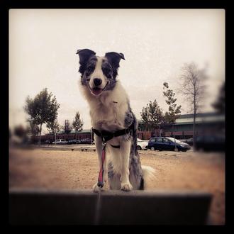 Foto de Niko, macho y de raza Border Collie