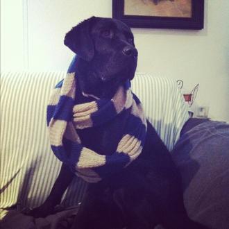 Foto de MARLON, macho y de raza LABRADOR