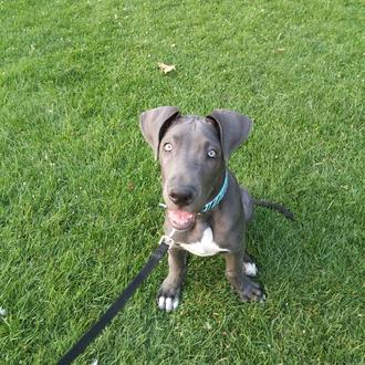 Foto de Zar, macho y de raza Dogo Alemán