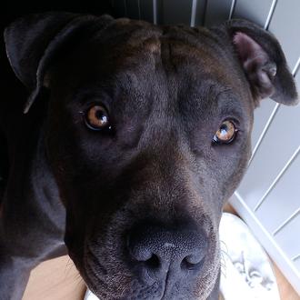 Foto de Ayron, macho y de raza Pit Bull