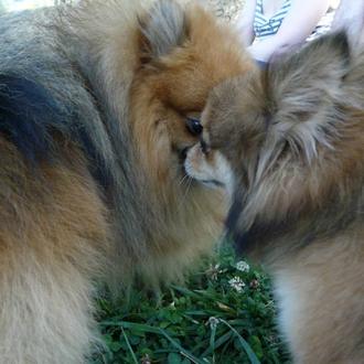 Foto de Hinata, hembra y de raza Pomerania