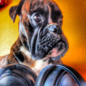Foto de Indar (akron de noashir), macho y de raza boxer