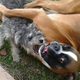 Foto de Txolo, macho y de raza Schnauzer miniatura
