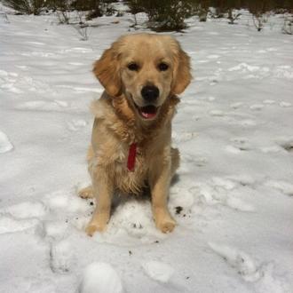 Foto de Lua, hembra y de raza Golden retriever