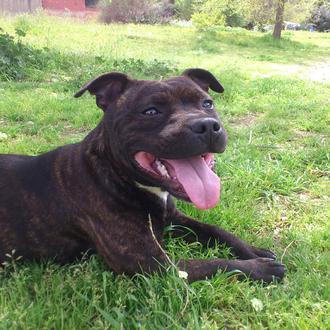 Foto de nina, hembra y de raza stafforshire bull terrier