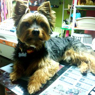 Foto de Franky, macho y de raza Yorkshire terrier