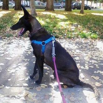 Foto de Lola, hembra y de raza Galgo/Podenco