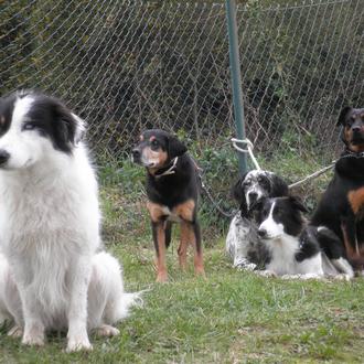 Foto de Ane, hembra y de raza Border Collie
