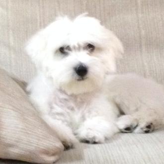 Foto de ZEUS, macho y de raza Bichón Maltés