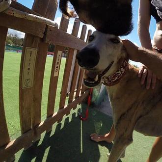 Foto de Tango, macho y de raza Galgo