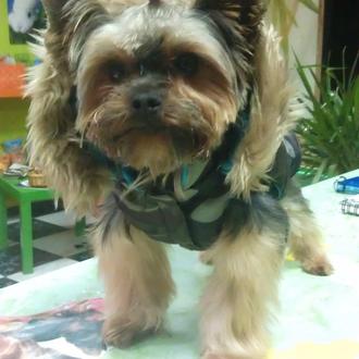 Foto de Dolce, macho y de raza Yorkshire terrier