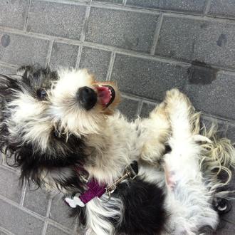 Foto de Mimmy, hembra y de raza Mestizo Shih Tzu