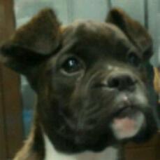 Foto de LOLO, macho y de raza BOXER