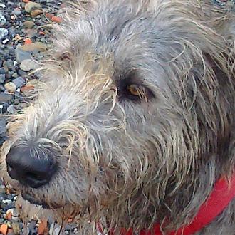 Foto de eire, hembra y de raza irish wolfhound