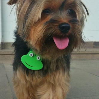 Foto de Chilli, macho y de raza Yorkshire Terrier