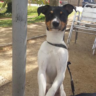 Foto de Kobe, macho y de raza Bodeguero