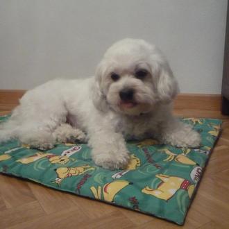 Foto de Tao, macho y de raza Bichon Habanero