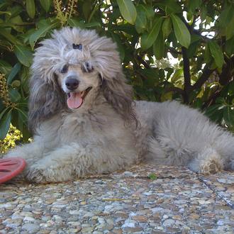 Foto de Cinca, hembra y de raza Caniche mini