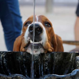 Foto de Nano, macho y de raza BASSET HOUND