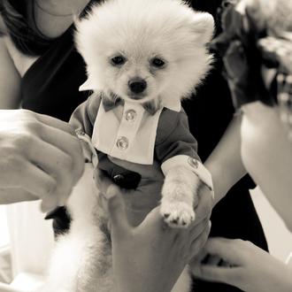 Foto de Thor, macho y de raza Pomerania