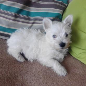 Foto de Noa, hembra y de raza West highland terrier